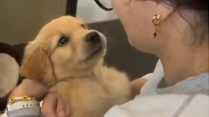 Dogs can’t talk, but they love you.