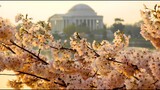 2022 National Cherry Blossom Festival Kick-off Press Conference