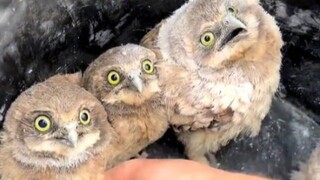 นักอนุรักษ์สัตว์ป่าส่งนกฮูกกลับคืนสู่ถ้ำ