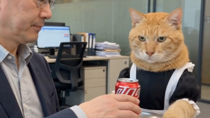 Cat’s video production