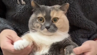 قطة دينغ دونغ