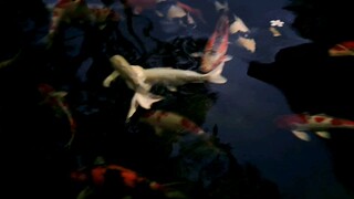 Kehidupan Yang Tenang