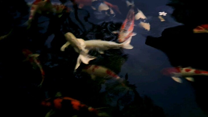 Kehidupan Yang Tenang