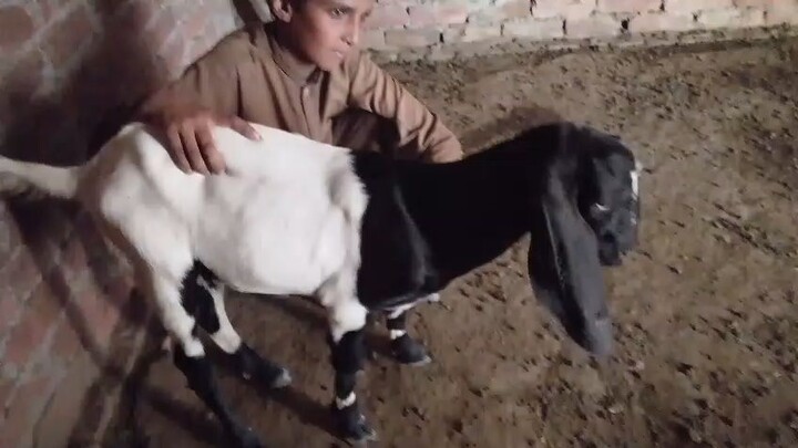 bakri