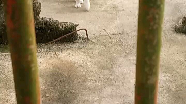 my little purbabies😘😘