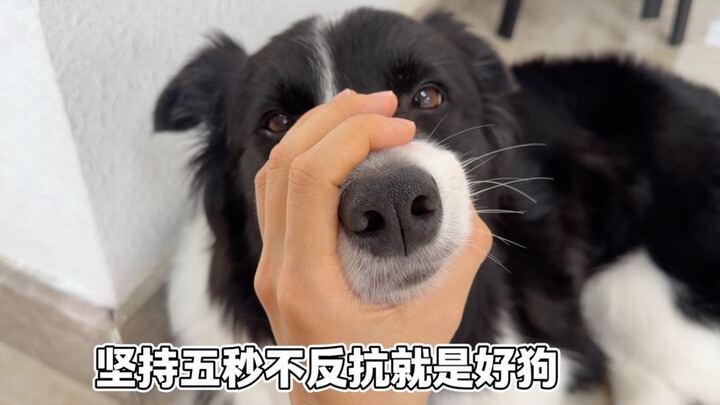 Puppy Temperament Test