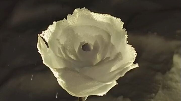 The first snow rose of winter is for you