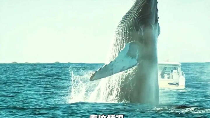 สิ่งมีชีวิตในทะเลกลายพันธุ์ ปล่อยเชื้อโรคและรุมโจมตีมนุษย์จนเกือบถูกกำจัด!