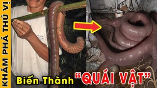 🔥7 Lần Động Vật "Lột Xác Thành Quái Vật" Đầy Nguy Hiểm Và Đau Đớn Mà Bạn Chưa Từng Biết | KPTV