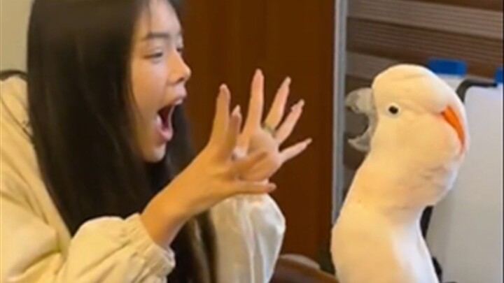 Có lẽ đây chính là ý nghĩa của việc nuôi chim.