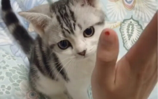 【หม่ากู่】ฉันพนันได้เลยว่าคุณยังไม่เคยเห็นลูกแมวน้อยที่เชื่องขนาดนี้!