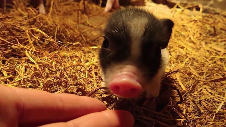 This is the story of a pig...