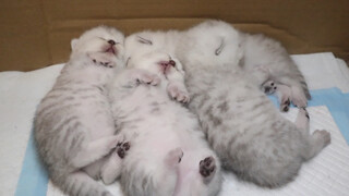 Frantically petting a little kitten's belly | Turning a sleeping little kitten over | Daily life of 