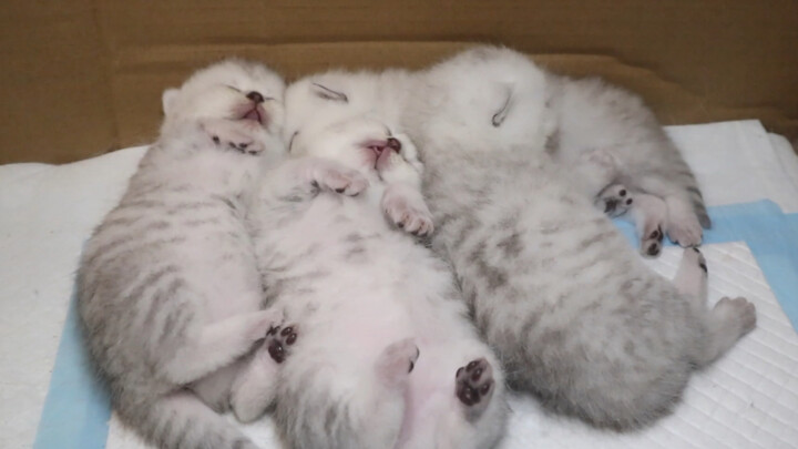 Frantically petting a little kitten's belly | Turning a sleeping little kitten over | Daily life of 