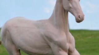 كيف سيكون شكل الحيوانات بدون فراء؟🐧