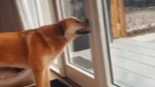 Anjing itu suka mendorong hidungnya hingga pipih, sang pemilik khawatir dia sakit, jadi membawa anji