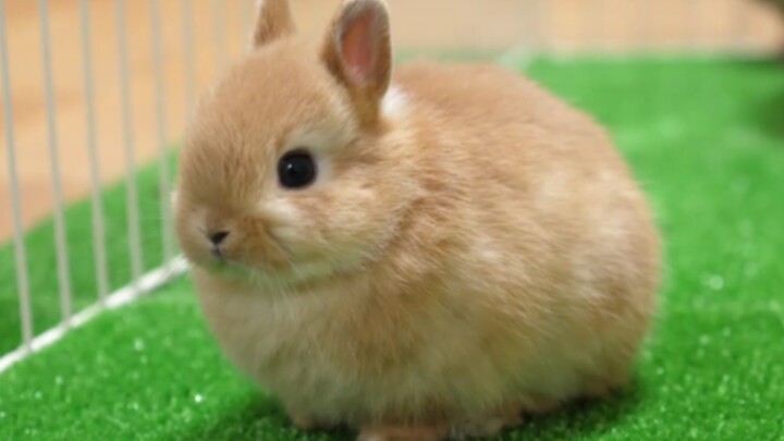 A 23-day-old baby rabbit, a bouncy little fluffball!