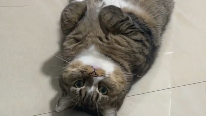 Who isn’t a chubby baby who loves to act cute?