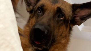 Taurus puppies are naturally stubborn