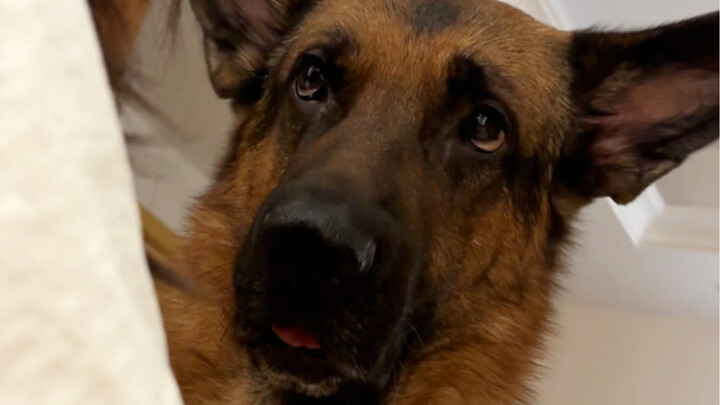 Taurus puppies are naturally stubborn