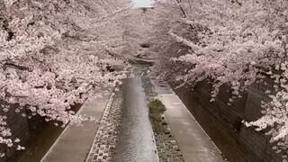 sakura 桜