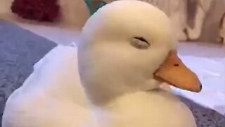 “ฉันไม่ใช่เป็ดขี้เซา”