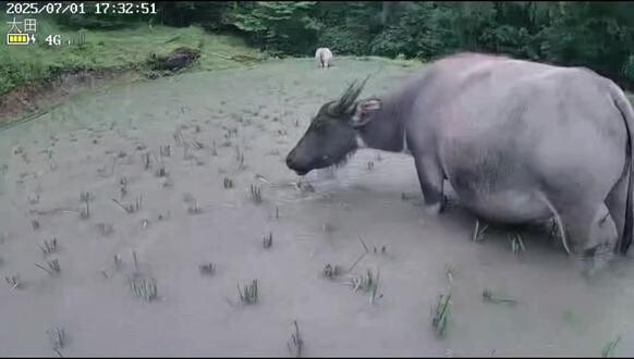 “Niu Niu, aku mohon jangan sebarkan videonya! Aku kasih cium sekali aja, ya?”