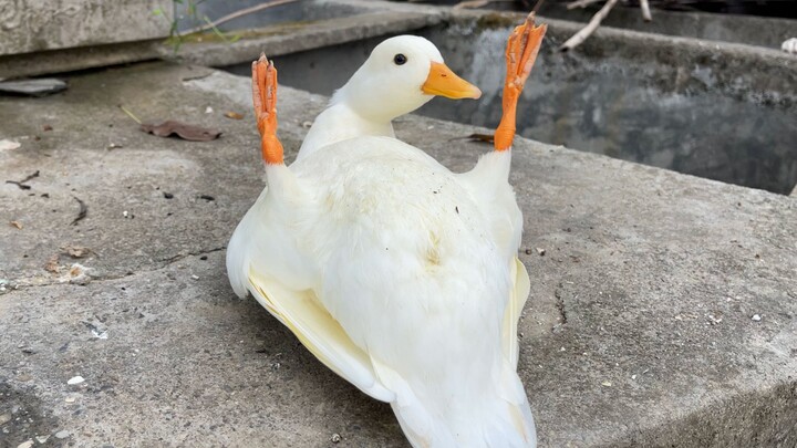 A chick falls into the water and accidentally masters the Muscovy duck's signature move.