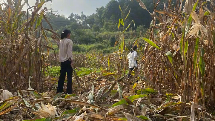 One jin of corn costs 1.3 yuan—so you need 70 jin of corn to buy a single eyebrow pencil!