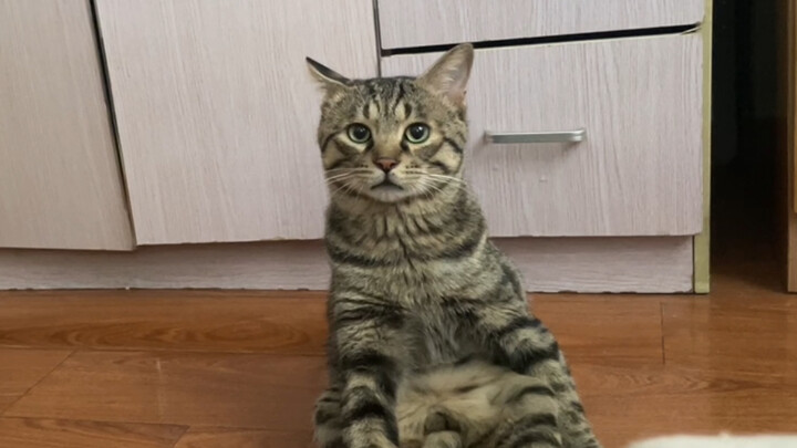 Ngủ nướng bị mèo con đánh thức, lần đầu tiên thấy vẻ áy náy trên mặt mèo con!