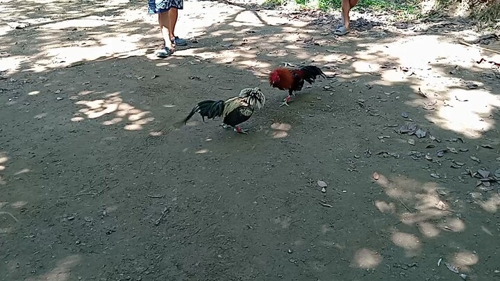 JROOSTER GILMORE HATCH 3S MARIAS VS DARK GRAY