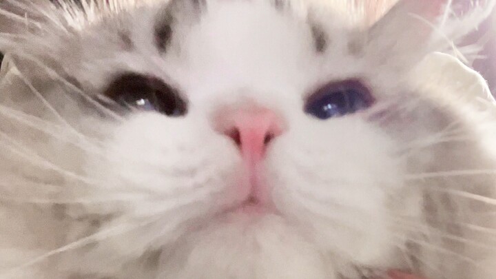 Mèo con vô tư, không lo âu!