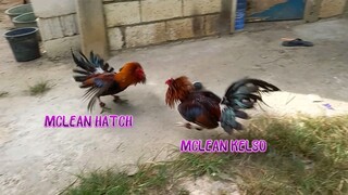 Mclean Hatch VS Mclean Kelso Spar!!      JRP Gameyard