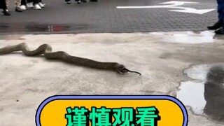 Ular besar memakan ular kecil