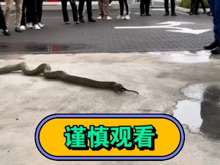 Ular besar memakan ular kecil