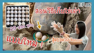 วิธีเก็บไข่เต่า ไม่ให้แตก ไม่บุบ บอกเลยโครตง่าย EP.18