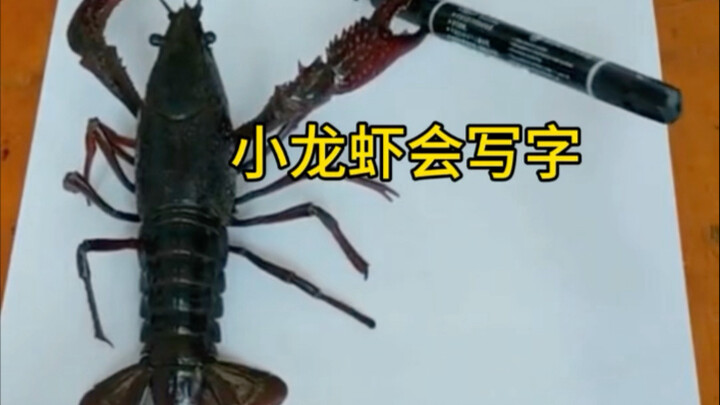 Apakah udang karang memang bisa menulis?