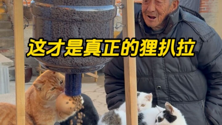 Grandpa says this yellow cat could be class monitor—no way, you’re cracking me up!