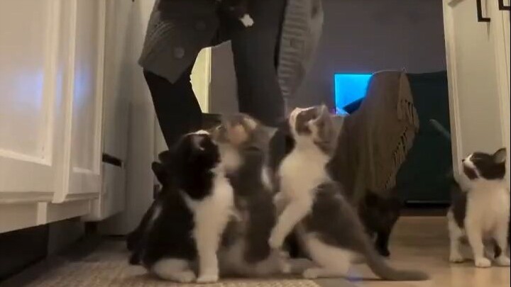 عندما تمضي دقيقتان دون أن تطعم القطة الصغيرة