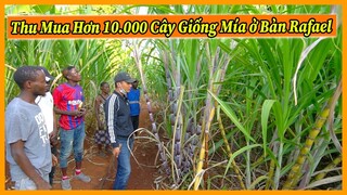 Nông Nghiệp VIỆT NAM ở Châu Phi || Thu Mua Hơn 10.000 Cây Giống Mía Cho Quang Linh Farm