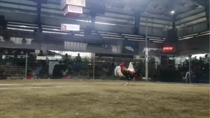 Straight kelso (jbk x cc kelso) unscathed. Abang at cutting. (Buyer’s update from cavite)