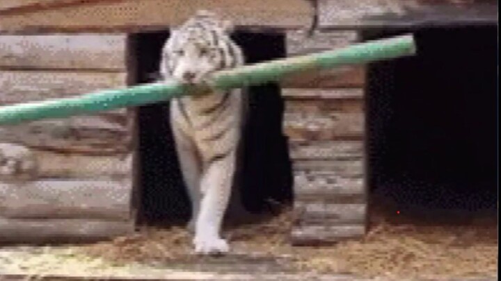 المزاح مستمر: إذا نقص الذكاء، فليعوّضه القوة!