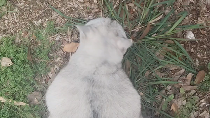 Bumped into a Gigantamax Hakim on campus and couldn’t tear my eyes away no matter how hard I tried. 