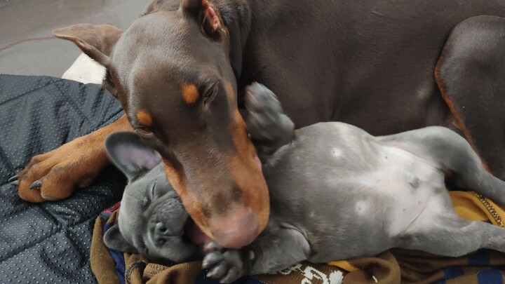 【Chó Pháp và Doberman】Chú Doberman cực kỳ thích chú chó Pháp, ngày nào cũng ngủ cùng nhau, chỉ cần c
