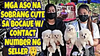 BOCAUE PET MARKET UPDATE| ANG HULING VLOG SA BOCAUE | PUPPIES FOR SALE IN THE PHILIPPINES! vlog#586