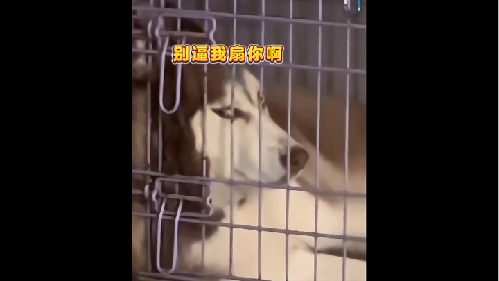 “The Black Sheep of the Dog World”