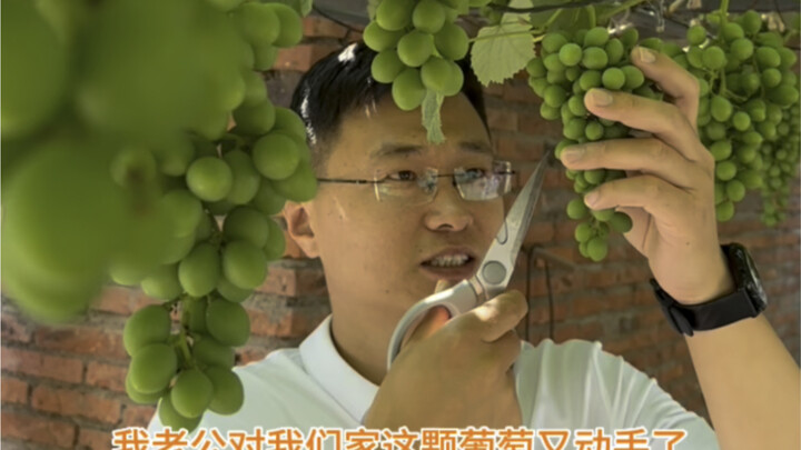العنب في حديقة بيتي يُشوقني كل عام، لكنني في النهاية أضطر لشرائه. هذه المرة قضى الأخ جانغ يومًا كامل