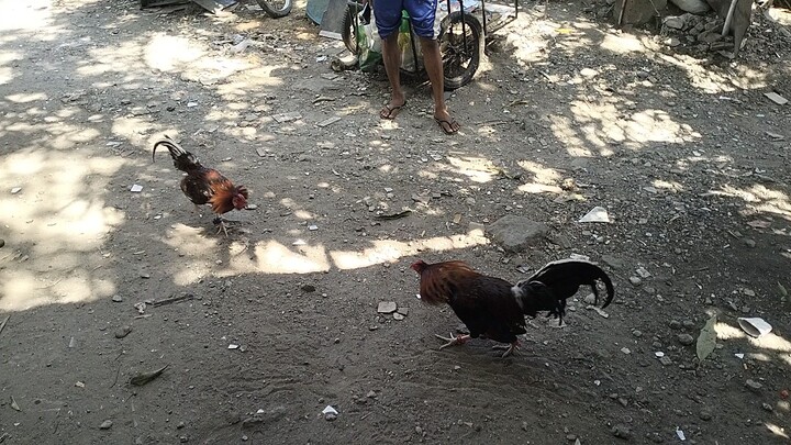 katagkusog hn tubal baa 🐓