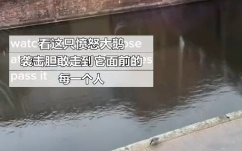 My current mental state is just like this big goose: ready to lose it at any moment, wanting to blow