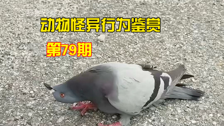 Animal Strange Behavior Appreciation, Episode 79